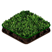 Natural grass